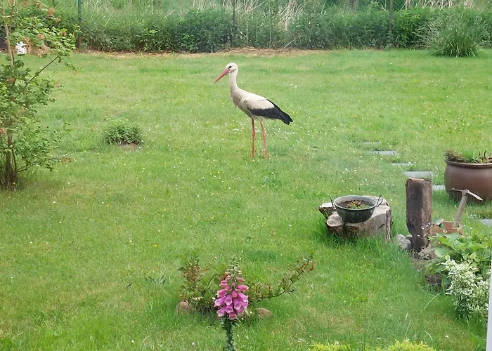 Storchenwiese Wald Casa de Férias *